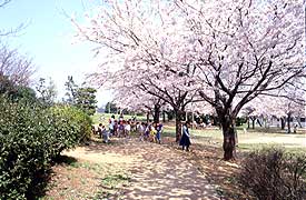 中央公園の写真