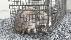 写真：市内で捕獲されたアライグマ