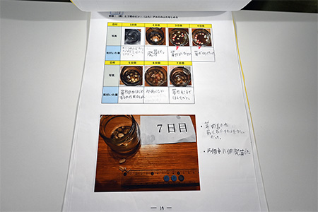写真：小学校5年生の作品「もやしの研究」